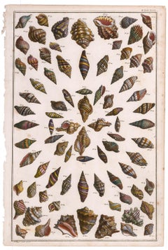 Gravure de coquillages colorée à la main