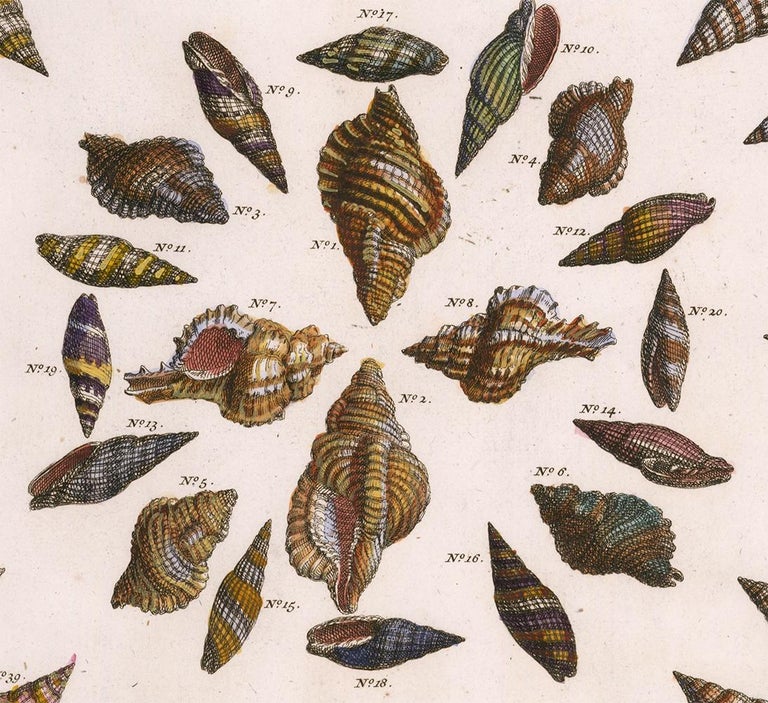Albertus Seba - Hand-Colored Shell Engraving at 1stDibs