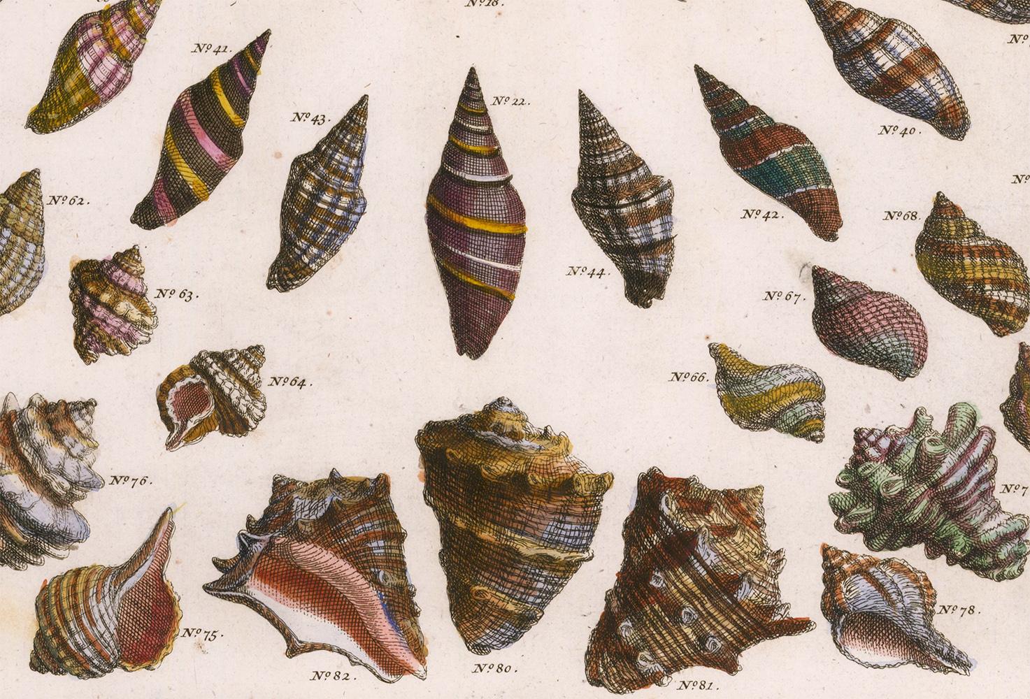 Hand-Colored Shell Engraving 2