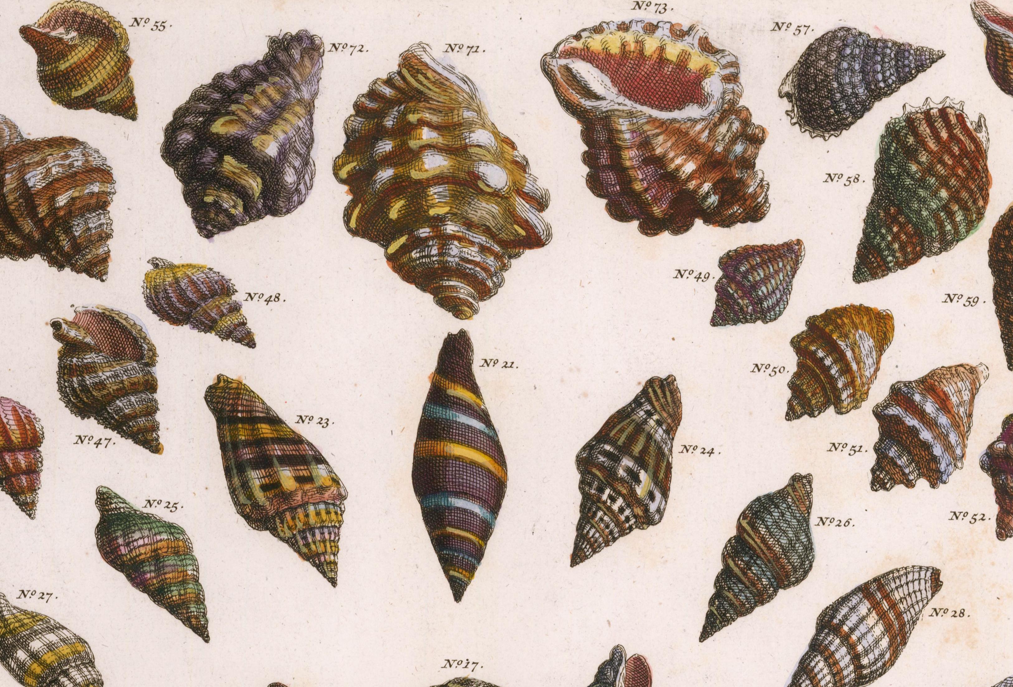 Hand-Colored Shell Engraving 3