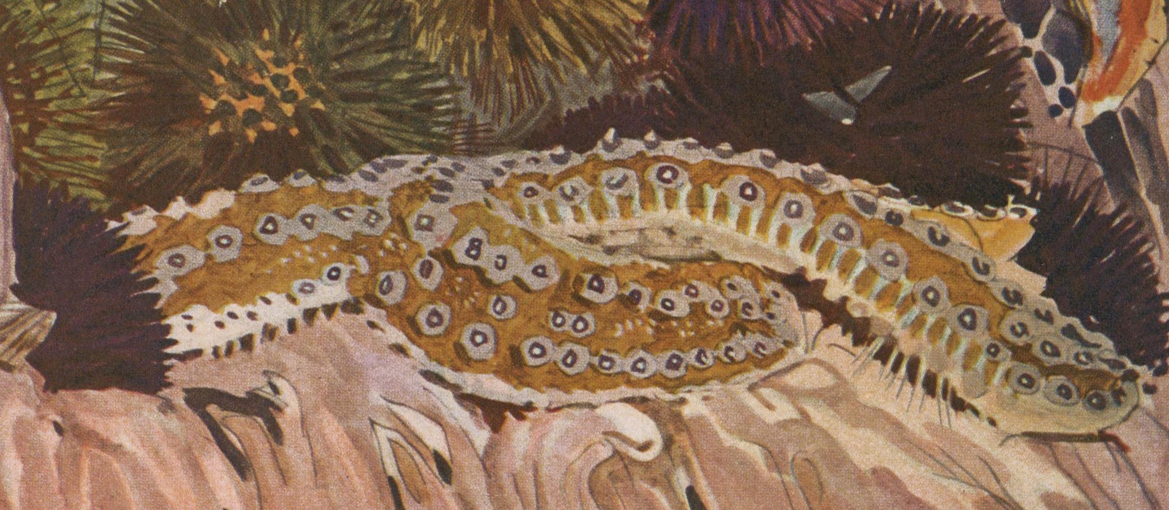 Plate number 16, Grande Etoile de mer, from 