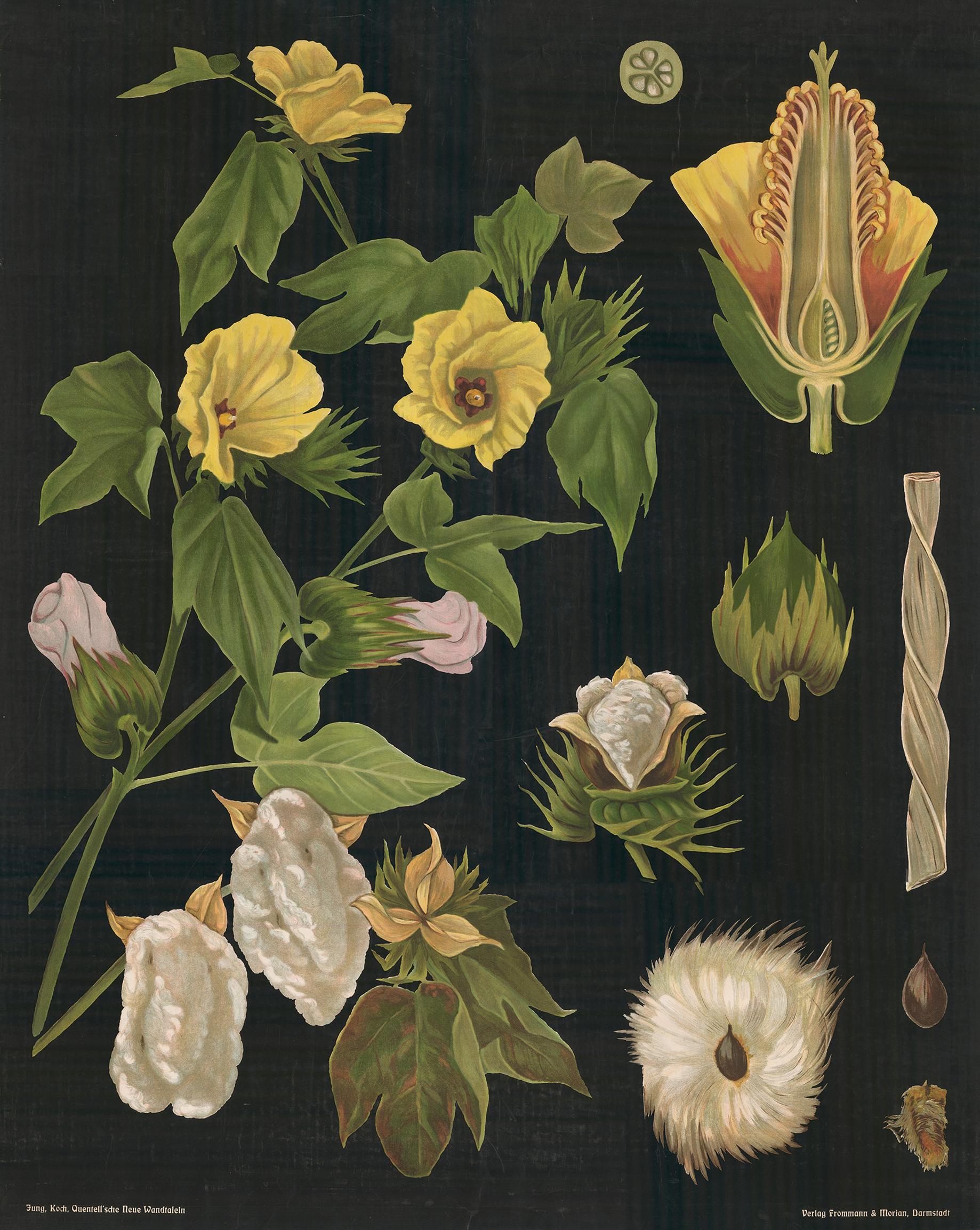 German Cotton Plant  Botanical Teaching Chart - Art by Heinrich Jung