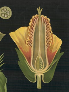 German Cotton Plant  Botanical Teaching Chart