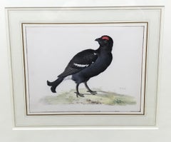 18th Century and Earlier Animal Drawings and Watercolours