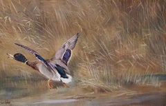 A duck landing in water