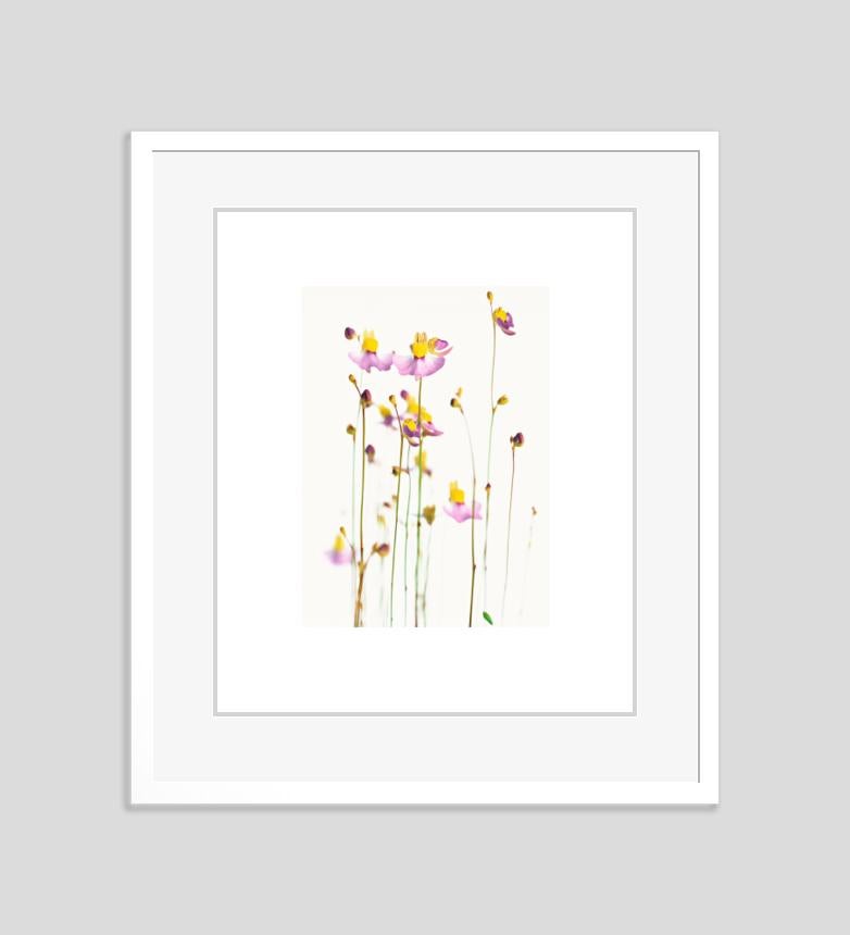 'Untitled 02 From White Colour' Oversize Archival Pigment print Framed in White  - Photograph by Fleur Olby