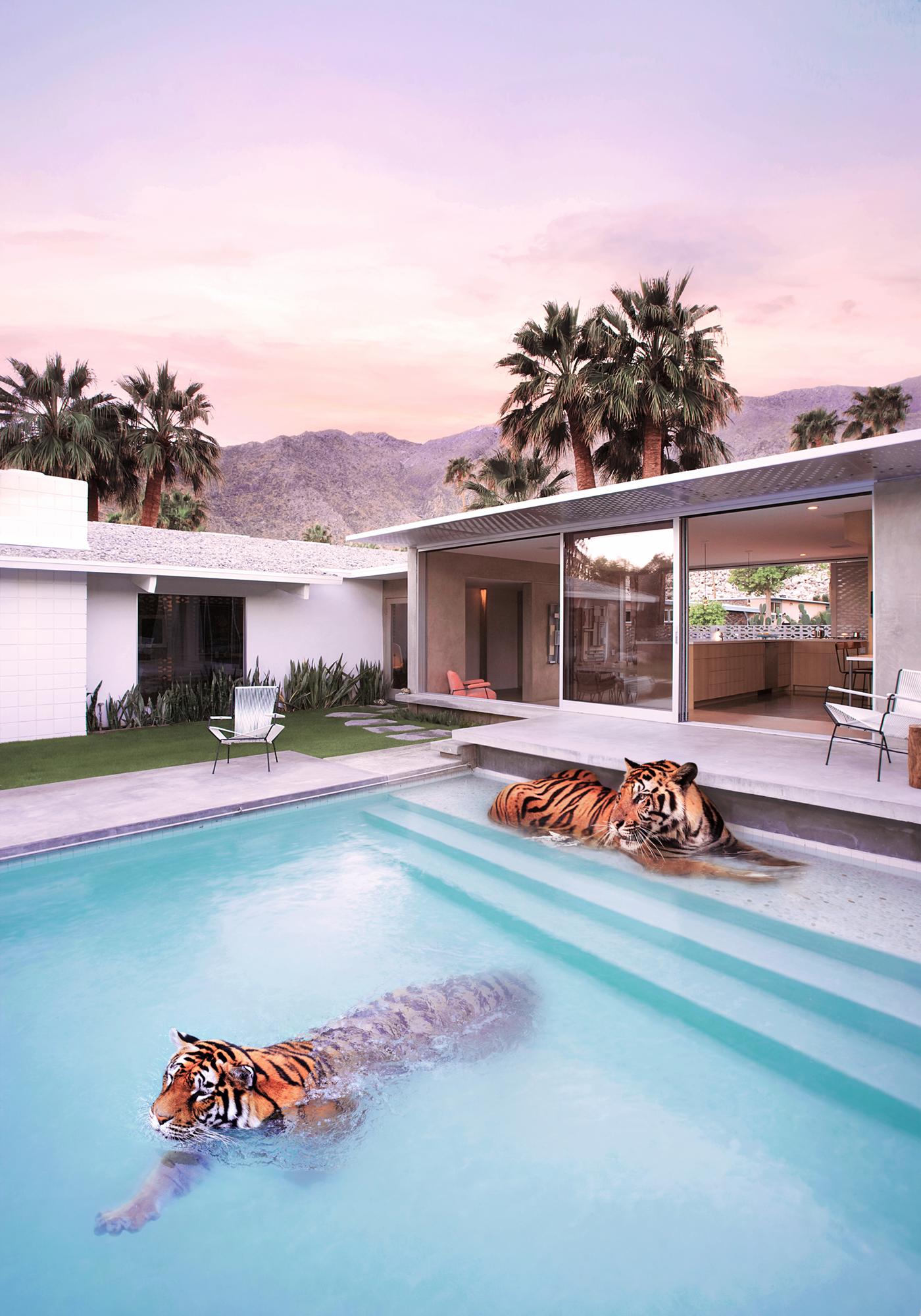 Paul Fuentes Landscape Photograph - Palm Springs Tigers - signed limited edition print