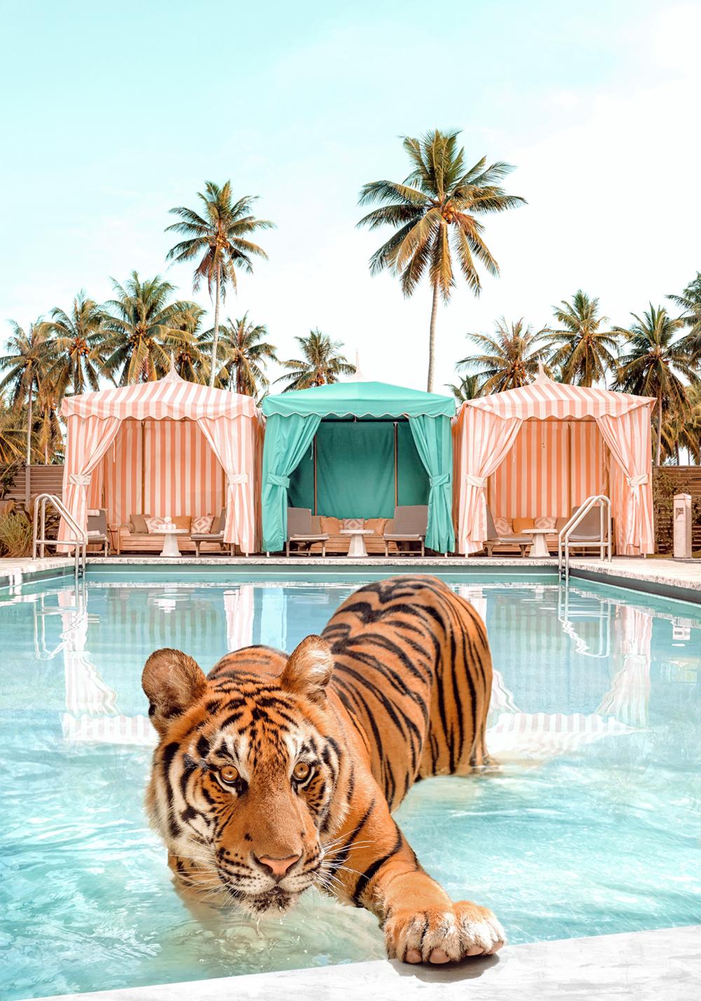Paul Fuentes Landscape Photograph - Palm Springs Tiger - signed limited edition print