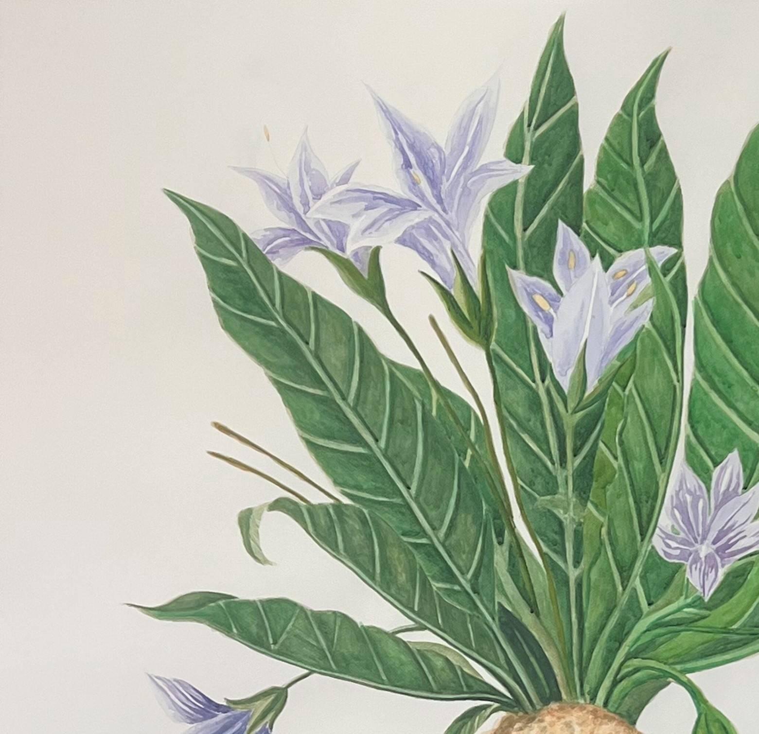 MANDRAGORA. From The Series Doble Standard Series. Watercolor Painting - Art by James Bonachea Guerra