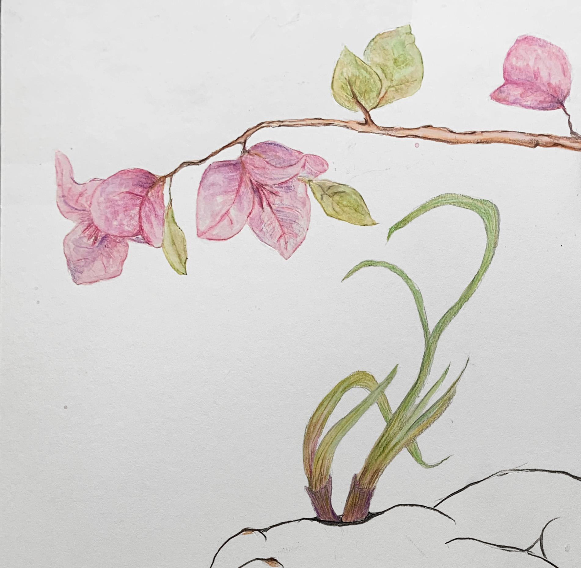 While the onions pierce, Bougainvillea are Fierce. From the covid diaries series - Art by Megha Joshi