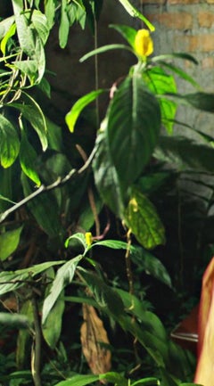 Unbetitelt II. Selbstporträt. Limitierte Auflage Farbaktfotografie