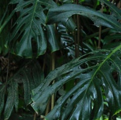 Untitled III. Self Portrait. Limited Edition Color Nude Photograph