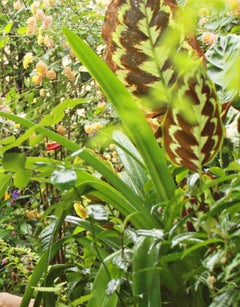 Serie ohne Titel V. La Costilla Roja. Selbstporträt. Limitierte Auflage Farbe Nude