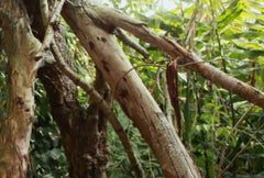 Self Portrait, Untitled IX. La Costilla Roja series. Limited edition photograph