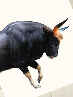 Bully From The Series of Arte Erotica, Large Archival Pigment Print