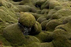 Marise Nature.  Limited Edition Photograph