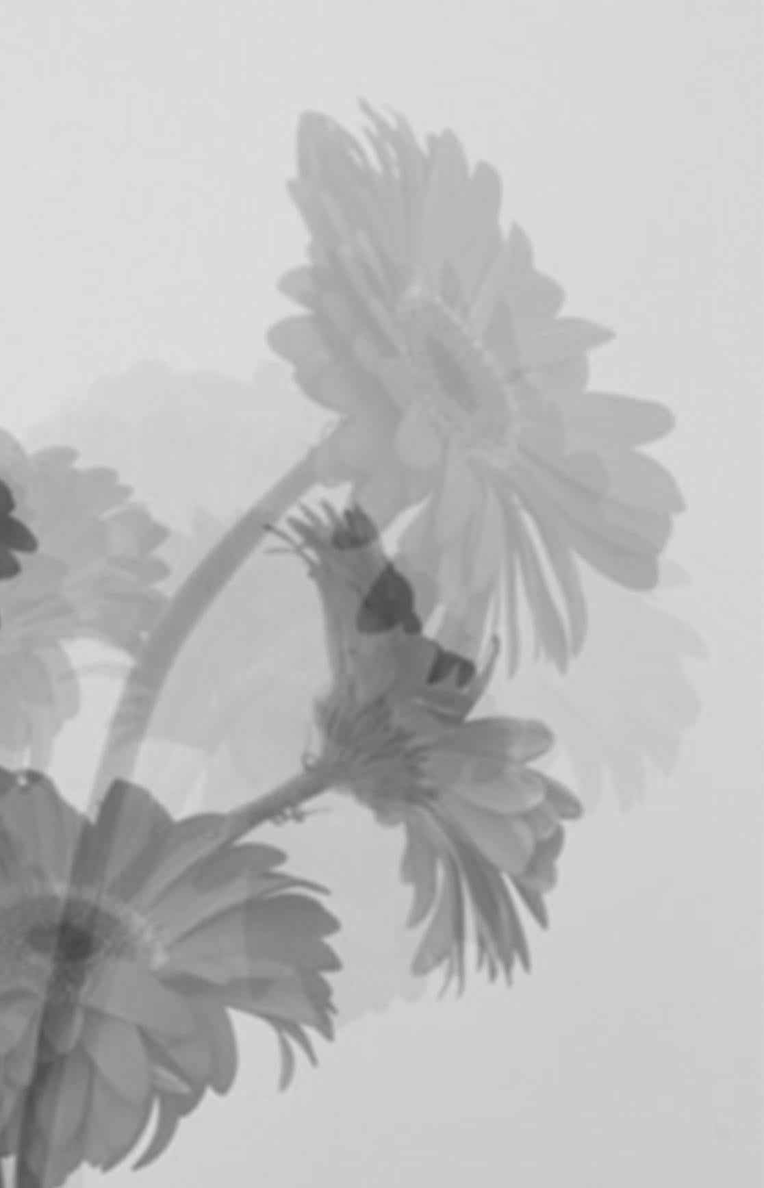 Ohne Titel, Lullaby-Serie. Stillleben. Limitierte Auflage  Schwarzweiß-Foto (Zeitgenössisch), Photograph, von Salvatore Arnone