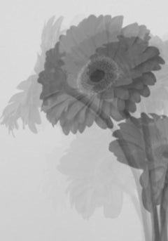 Untitled, Lullaby Series. Still Life. Limited edition  B&W photograph