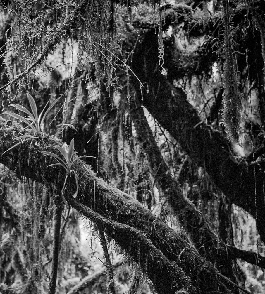 Bosque Chingaza, Silver Gelatin Print - Naturalistic Photograph by Miguel Winograd 