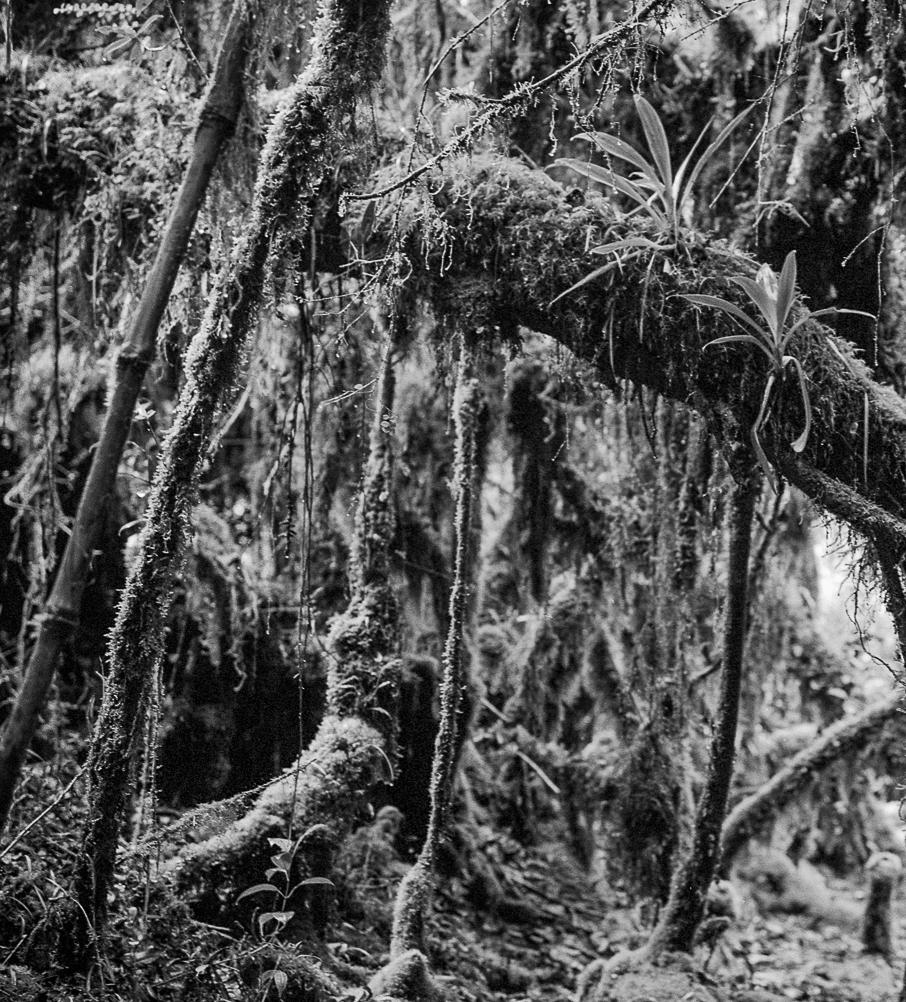Bosque Chingaza, Silver Gelatin Print - Black Black and White Photograph by Miguel Winograd 