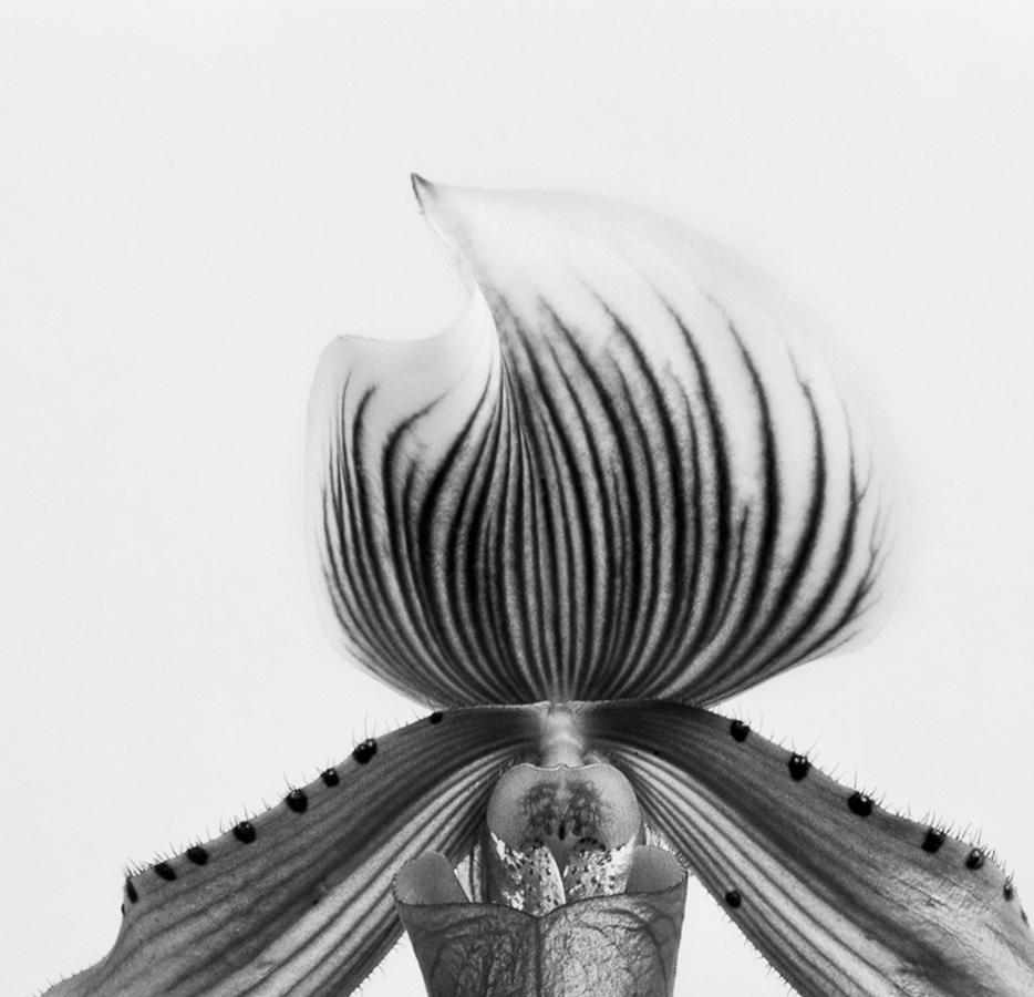 Orquídea Paphiopedilum Callosum, Silver Gelatin Print - Photograph by Miguel Winograd 