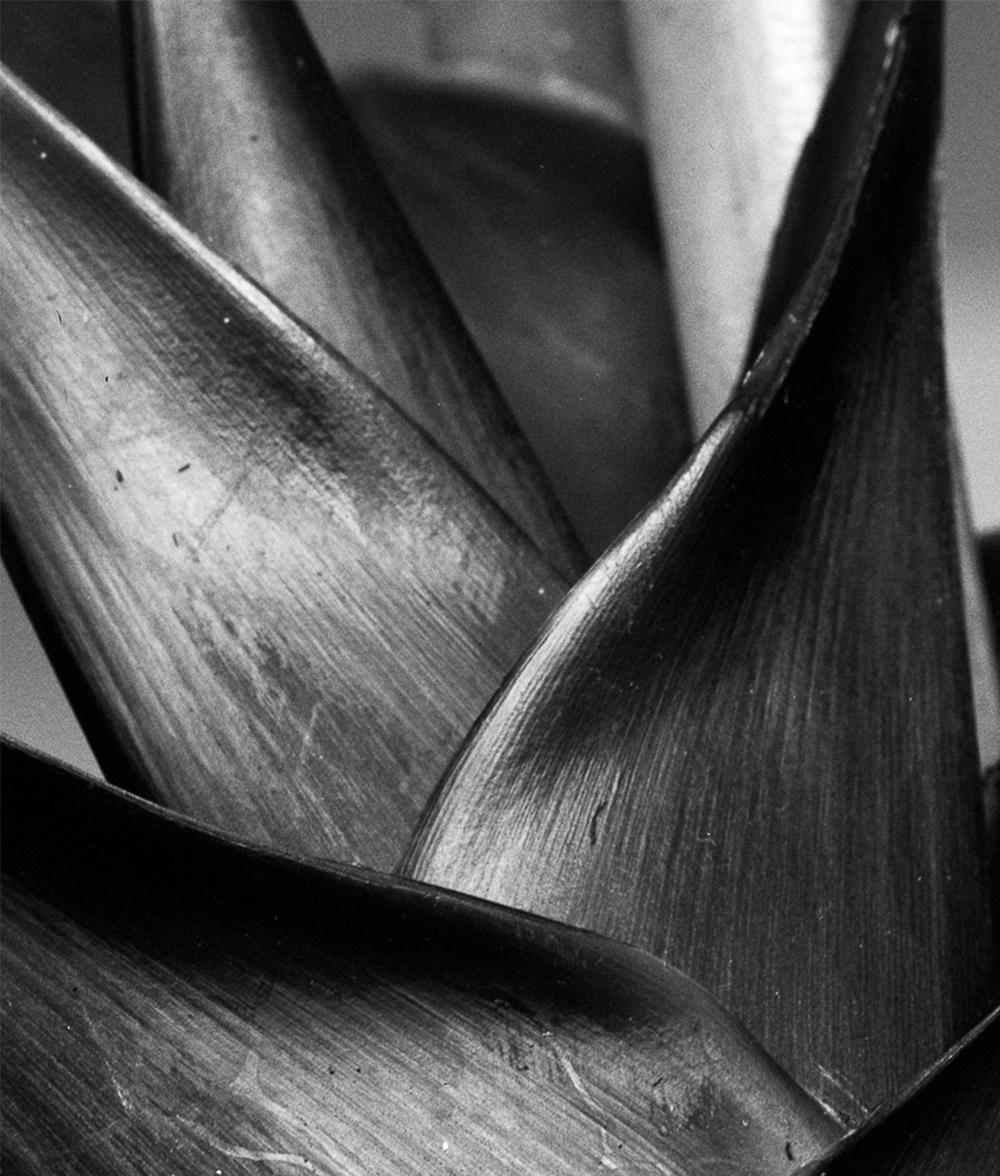 Heliconia bihai, Silver Gelatin Print - Photograph by Miguel Winograd 