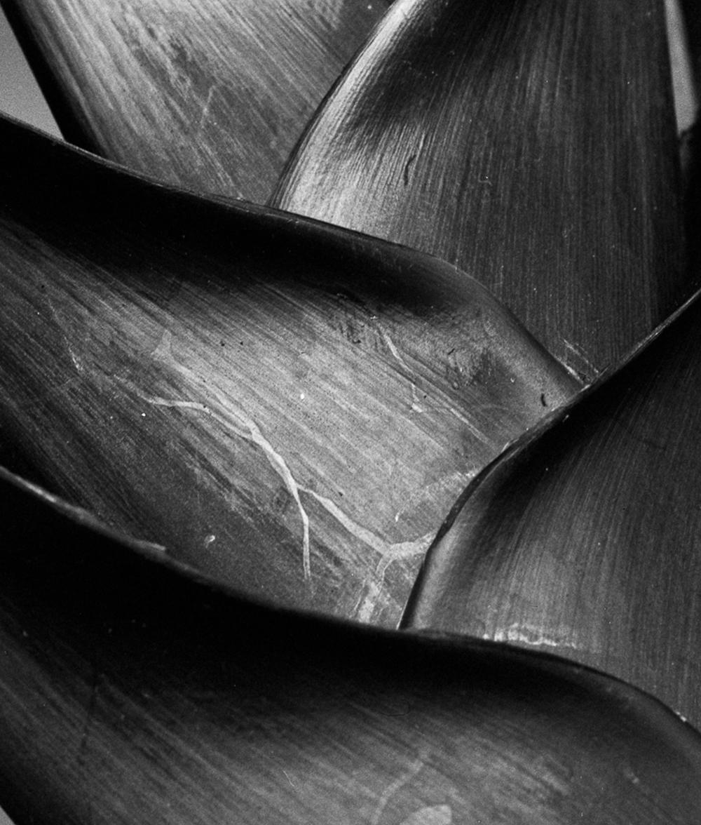 Heliconia bihai, Silver Gelatin Print - Naturalistic Photograph by Miguel Winograd 