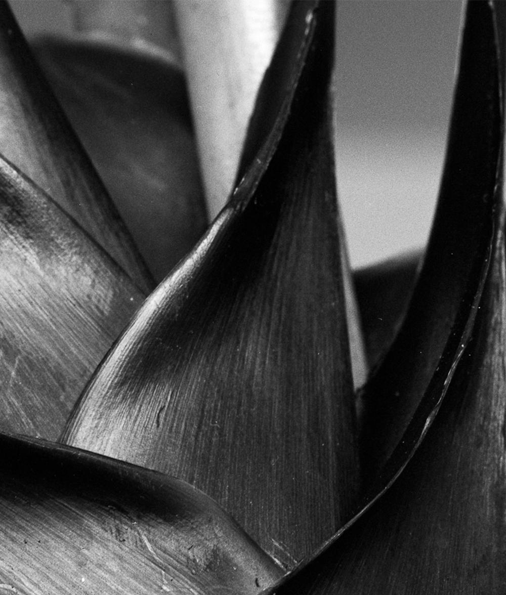 Heliconia bihai, Silver Gelatin Print - Black Landscape Photograph by Miguel Winograd 