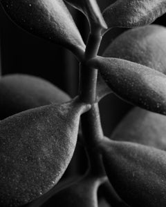 Jade Crassula Ovata, Silver Gelatin Print