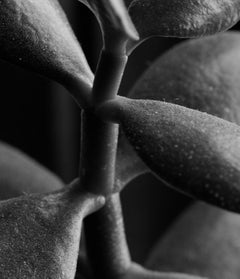 Jade Crassula Ovata, Silver Gelatin Print