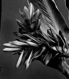 Ginger Alpinia purpurata, Silver Gelatin Print