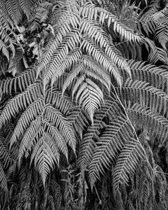 Helechos Jardines de Sucumbíos, Silver Gelatin Print