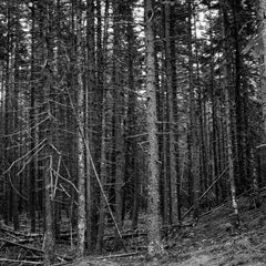 Deer Isle, Silver Gelatin Print