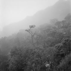 Árbol Niebla Chingaza, Silver Gelatin Print