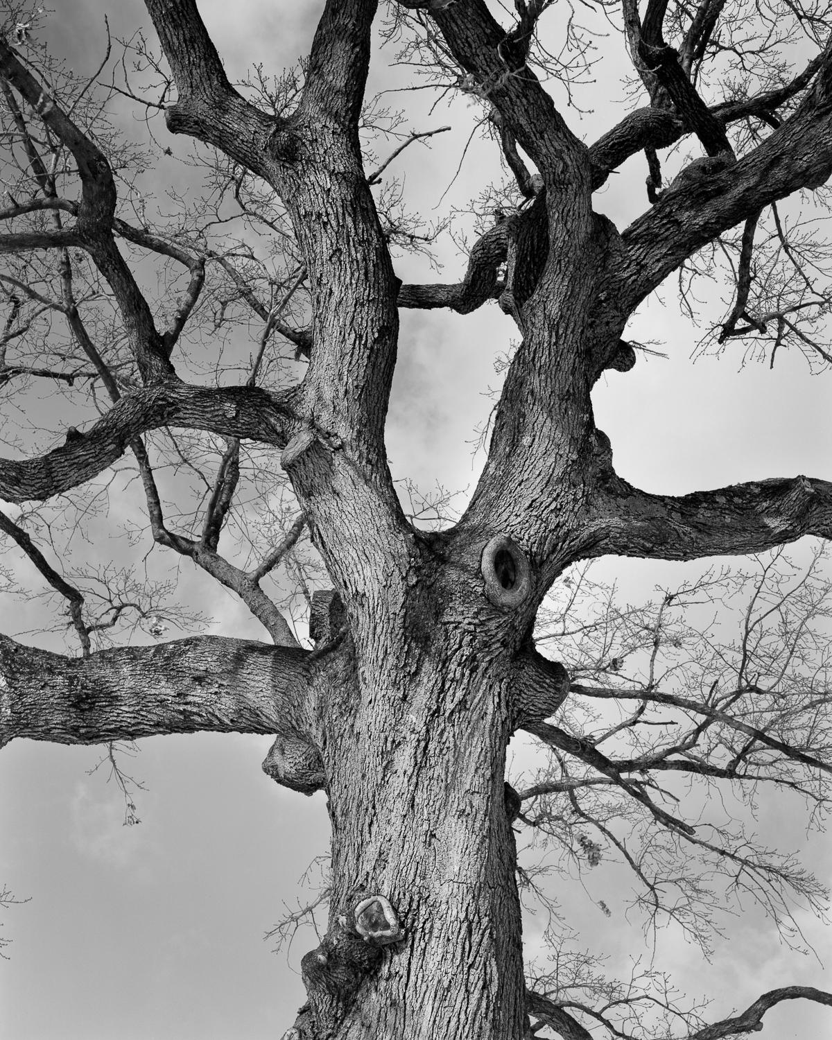 Miguel Winograd  Landscape Photograph - Brooklyn, NYC Tree. Silver Gelatin Print phtotograph