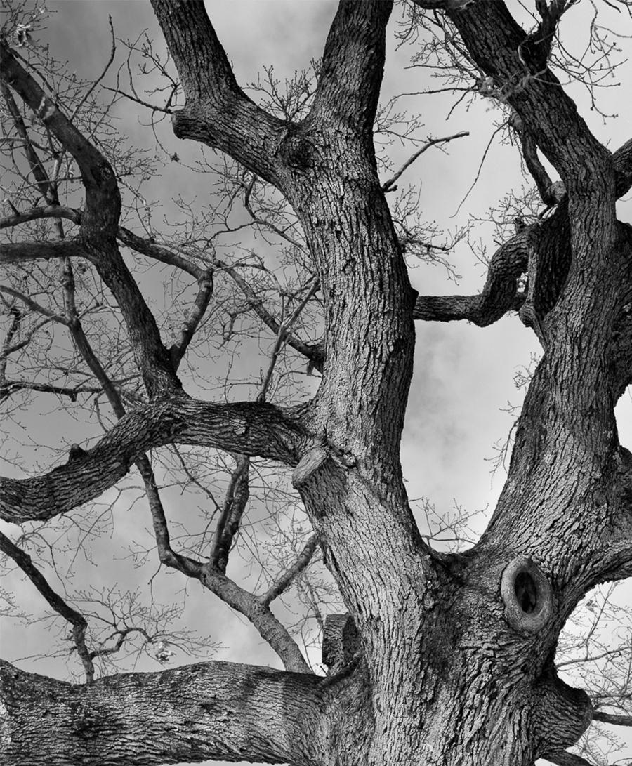 Brooklyn, NYC Tree. Silver Gelatin Print phtotograph - Photograph by Miguel Winograd 