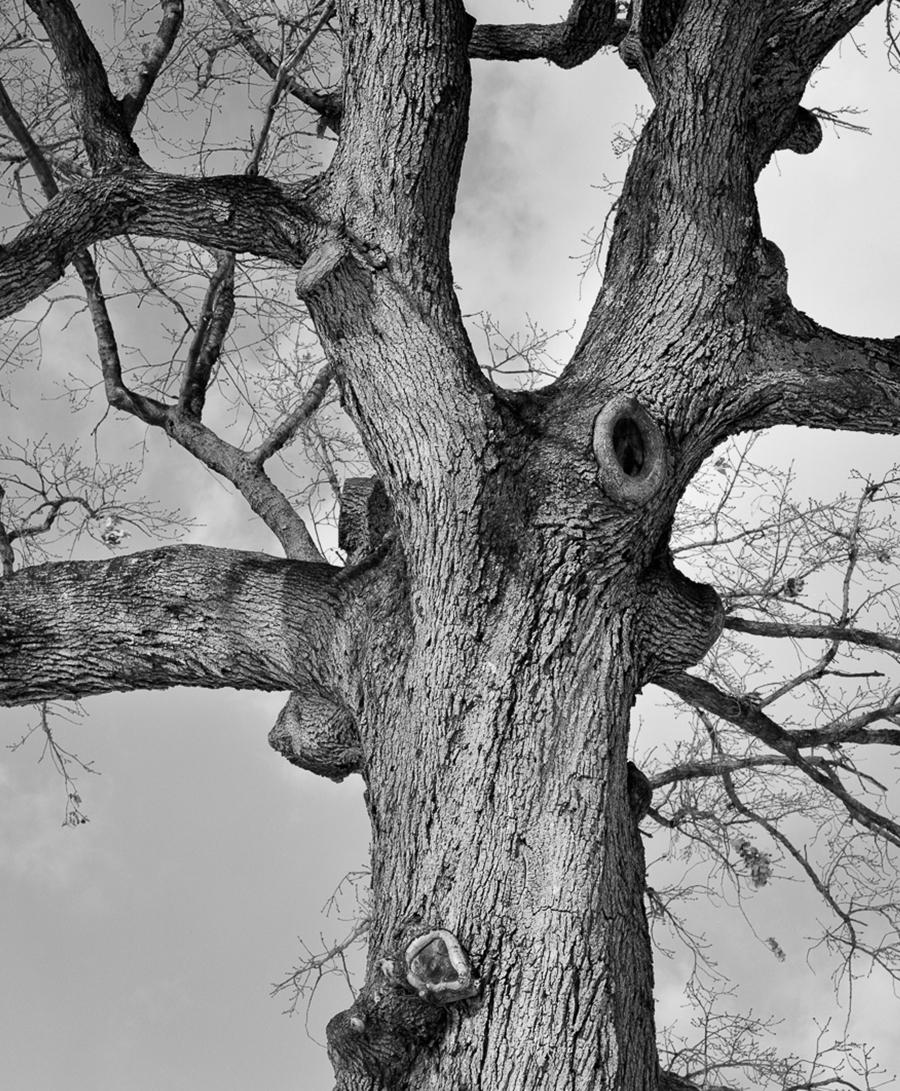 Brooklyn, NYC Tree. Silver Gelatin Print phtotograph - Naturalistic Photograph by Miguel Winograd 