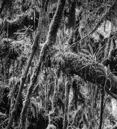 Bosque Chingaza, photographie à impression pigmentaire de paysage