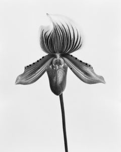 Orquídea Paphiopedilum Callosum, Pigment Prints