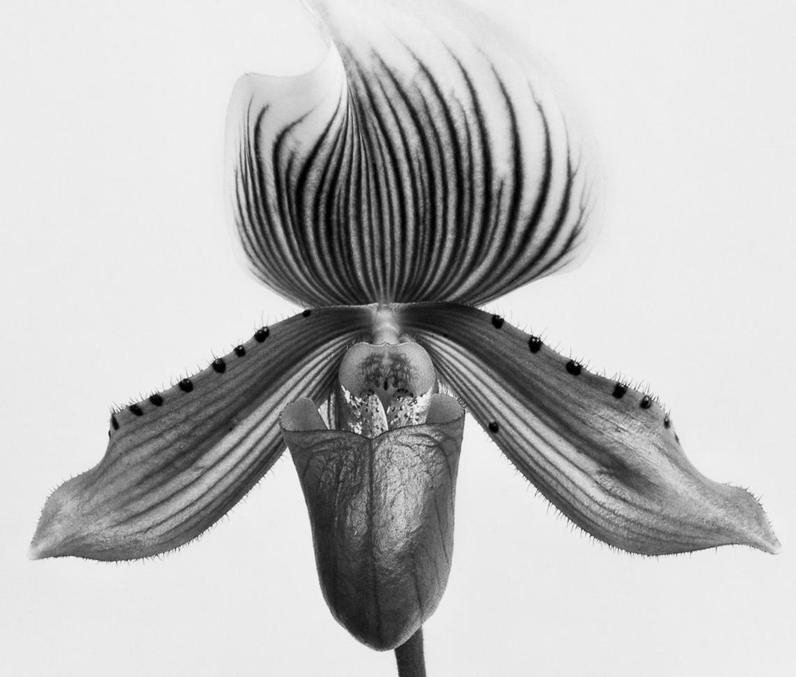 orquidea paphiopedilum