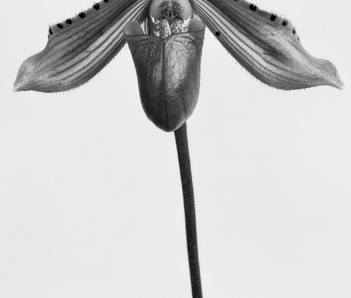 black orquidea