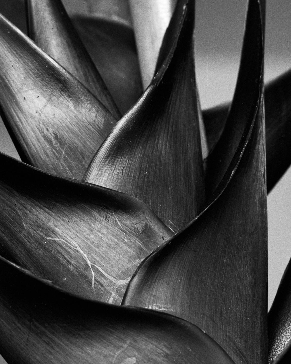 Black and White Photograph Miguel Winograd  - Heliconia bihai, Plante. Photographie imprimée pigmentaire