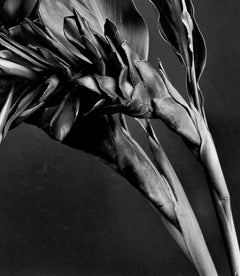 Ginger Alpinia purpurata, Pigment Prints