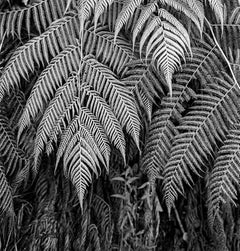 Helechos Jardines de Sucumbíos, Impresiones pigmentadas