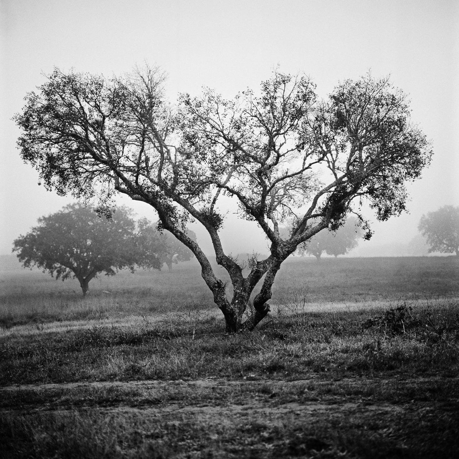 Black and White Photograph Miguel Winograd  - Alcornoque Evora, Impressions pigmentaires