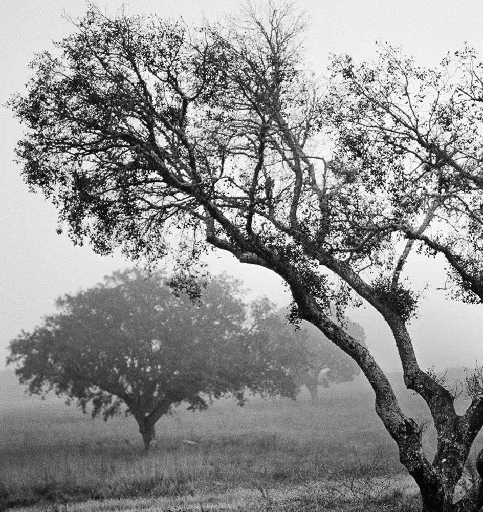 Alcornoque Evora, Impressions pigmentaires - Photograph de Miguel Winograd 
