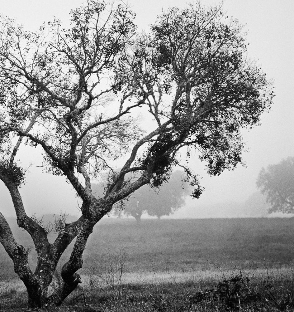 Alcornoque Evora, Impressions pigmentaires - Noir Black and White Photograph par Miguel Winograd 