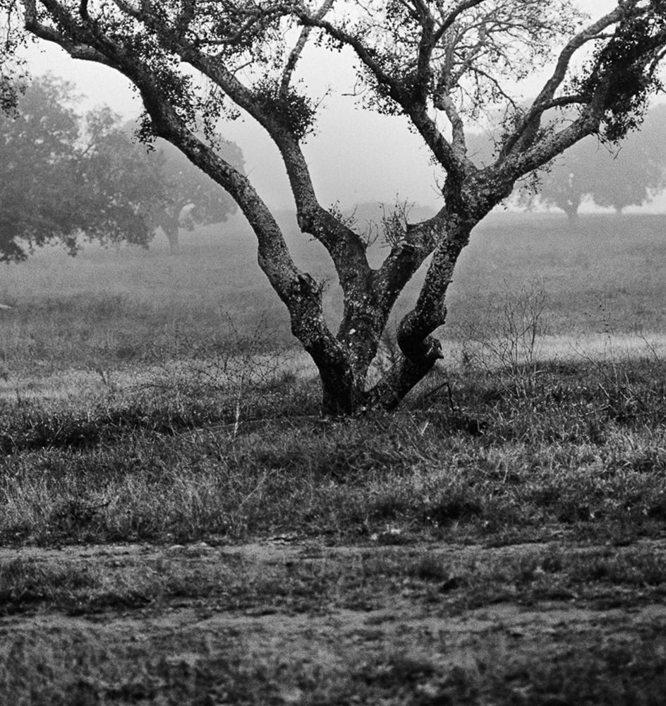 Alcornoque Evora, Impressions pigmentaires - Naturalisme Photograph par Miguel Winograd 