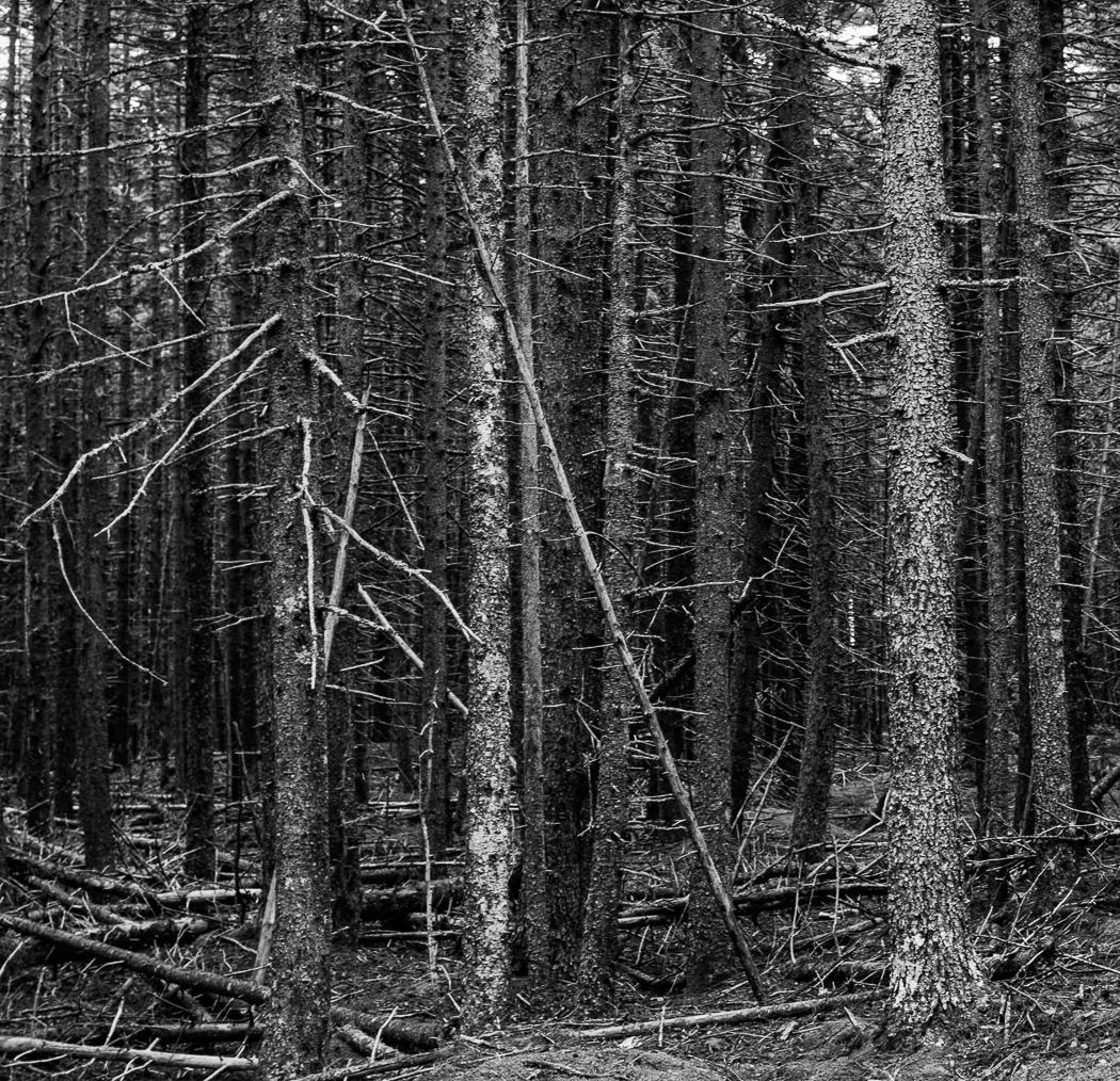 Isola dei cervi, Stampe a pigmenti - Photograph di Miguel Winograd 
