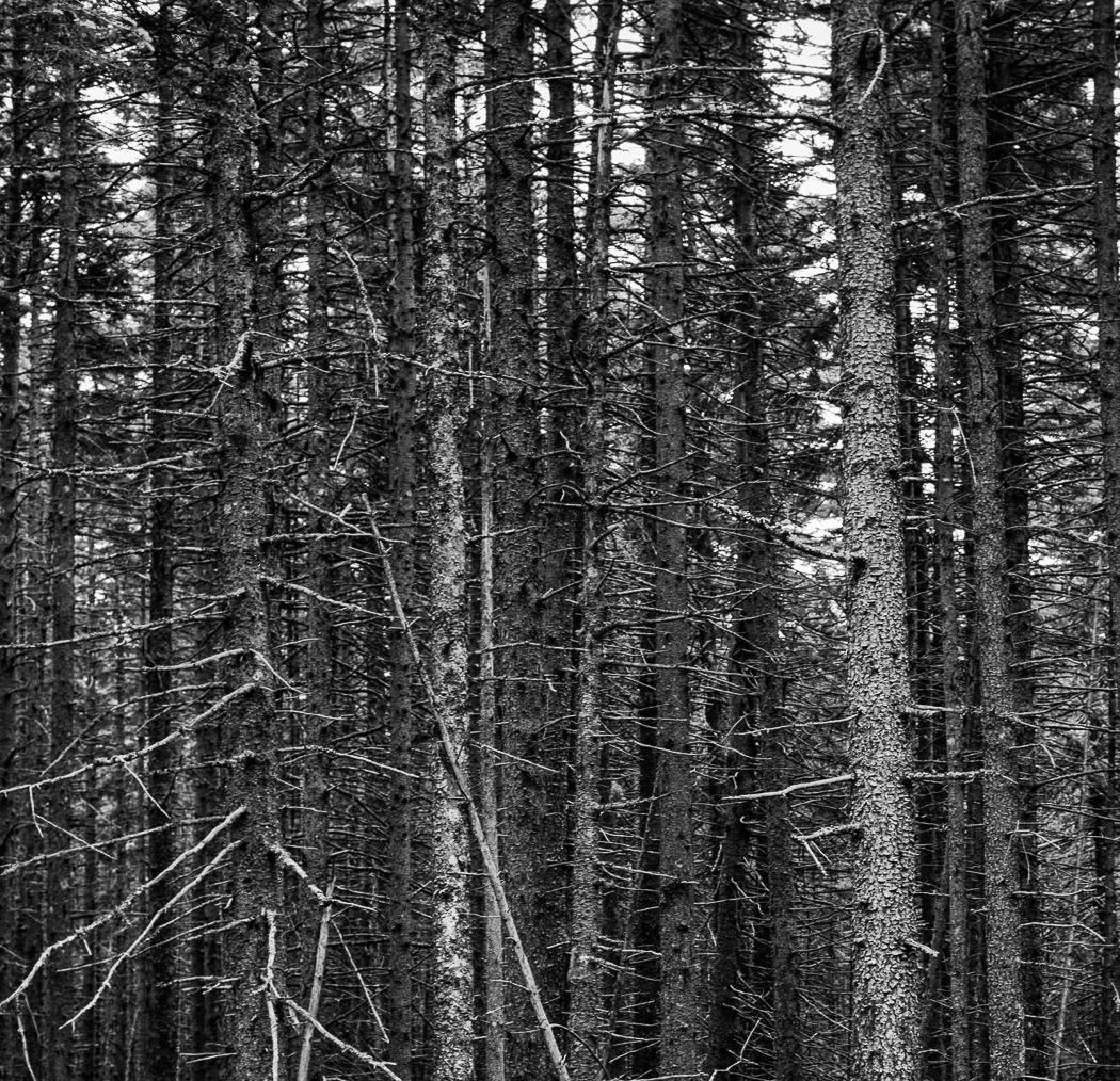 Isola dei cervi, Stampe a pigmenti - Photograph Naturalismo di Miguel Winograd 